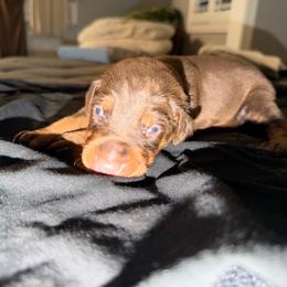 Girl 4 - Red and rust female Doberman Pinscher puppy in Elgin, Texas from New Horizons Kennels
