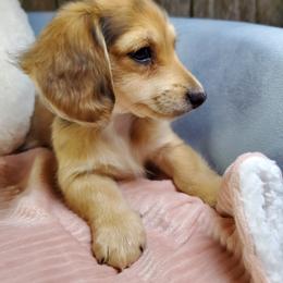 Chevie - Cream female Dachshund puppy in Mountain Grove, Missouri from Callaway Country Dachshunds