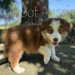 Boy 1 - Red tri-color male Australian Shepherd puppy in Lowell, Indiana from Bearfoot Aussies and Tollers