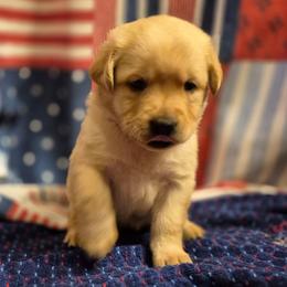 Girl 1 - Yellow female Labrador Retriever puppy in Latrobe, Pennsylvania from Stone Shoe Ranch Labrador Retrievers