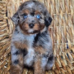 Clairabell - Blue merle female Aussiedoodle puppy in Cleveland, Georgia from Jam's Doodles And Poodles