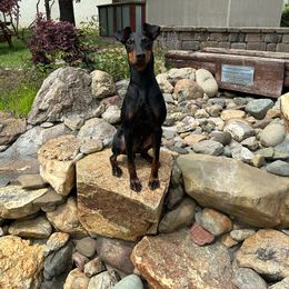 Bliss - Manchester Terrier