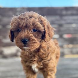 Frosty - Apricot male Cavapoo puppy in Sugar City, Idaho from Taylor's Cavapoos