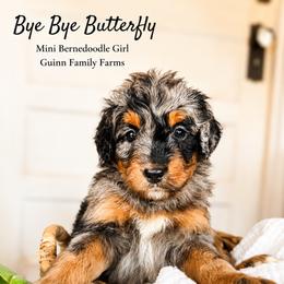 Bye Bye Butterfly - Merle female Bernedoodle puppy in Grove, Oklahoma from Guinn Family Farms