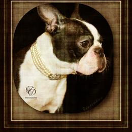 HotCakes - Boston Terrier