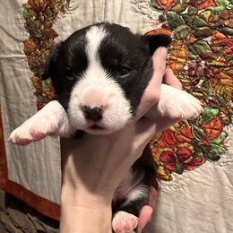 Cardigan Welsh Corgi Puppies from Smoky Tails Corgis