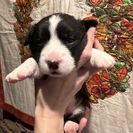 Cardigan Welsh Corgi Puppies from Smoky Tails Corgis