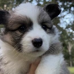 Isla - Sable female Pembroke Welsh Corgi puppy in Millersville, Maryland from Corgis by the bay