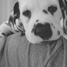 Dalmatian Puppies from Sublime Dalmatians