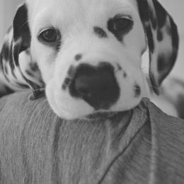 Dalmatian Puppies from Sublime Dalmatians