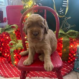 Chuck Norris-yellow collar - Red  male Goldendoodle puppy in Chino Valley, Arizona from Bass Creek Doodles