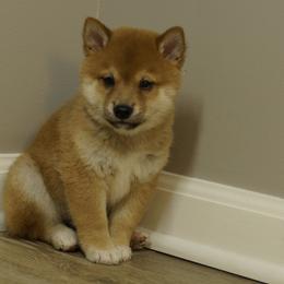 Shiba Inu Puppies from Veronika's Shiba Inus