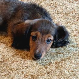 Little Boy - Red male Dachshund puppy in Cottonwood, Arizona from Ohana Mini Dachs