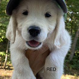 Golden Retriever Puppies from Risa’s Goldens