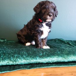 Bernedoodle Puppies from Badlands Bernedoodles