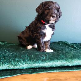 Bernedoodle Puppies from Badlands Bernedoodles