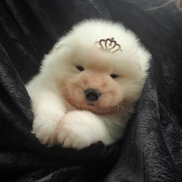 Samoyed Puppies from Limelight Samoyeds