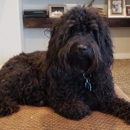 Koda - Goldendoodle