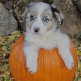 Bobble (2200) - White merle male American Corgi puppy in Valley, Washington from Corgis of the Mountain Valley