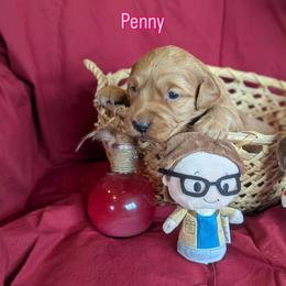 Penny - Dark golden female Golden Retriever puppy in Parker, Colorado from Legacy Ranch Golden Retrievers