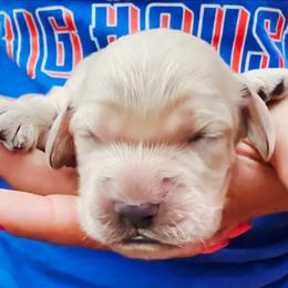 Reel - Cream male Cockapoo puppy in Indiahoma, Oklahoma from Phamily Doodles