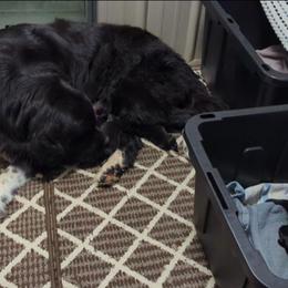 Female 1 - Black female Newfoundland puppy in Burfordville, Missouri from Umfleet Farms