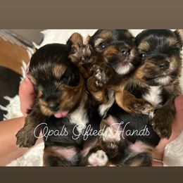 Yorkshire Terrier Puppies from Opals Gifted Hands