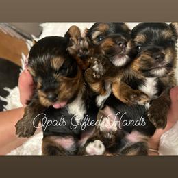 Yorkshire Terrier Puppies from Opals Gifted Hands