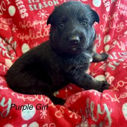 Purple Girl - Black and tan female German Shepherd puppy in Ashland, Ohio from Peachy Puppies