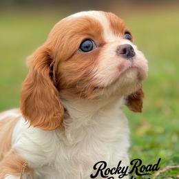 Cavalier King Charles Spaniels, Cavapoos, Cockapoos, and Cocker Spaniels from Rocky Road Puppies
