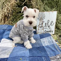Miniature Schnauzer Puppies from Schnauzers on Robinson Lane
