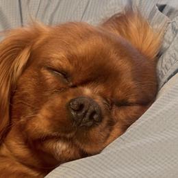 Ginger - Cavalier King Charles Spaniel