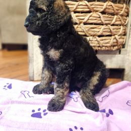 Ash - Brindle female Poodle puppy in Troy, New Hampshire from SP Standard Poodles