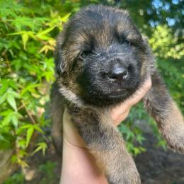 Chubby Hubby - Sable male German Shepherd puppy in Oakland, Oregon from VHM German Shepherds