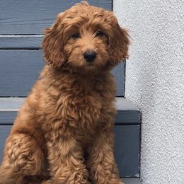 Goldendoodles from Riley's Red Doodles
