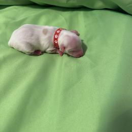 Biscuit - White female Coton de Tulear puppy in Timber, Oregon from Sterling’s Sweet Cotons