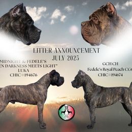 Cane Corso puppies from Elite Empire Cane Corso