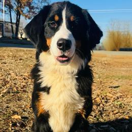 Juno - Bernese Mountain Dog