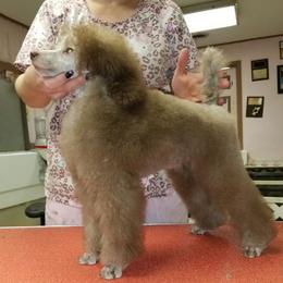Toffee - Poodle