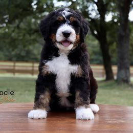 Bernedoodle Puppies from Bernedoodle Bliss