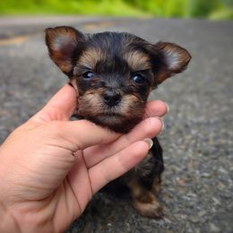 Companion Cross, Havanese, Mal-Shi, Maltese, Maltipoo, Morkie, and Shih Tzu Puppies from Seeking Shalom Acres Maltese, Maltipoos & Havamalts