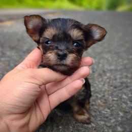 Companion Cross, Havanese, Mal-Shi, Maltese, Maltipoo, Morkie, and Shih Tzu Puppies from Seeking Shalom Acres Maltese, Maltipoos & Havamalts