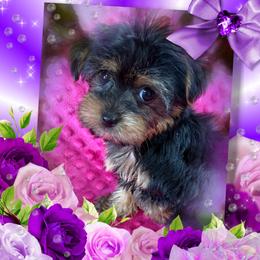 Myra - Black and tan female Yorkshire Terrier puppy in Silverhill, Alabama from Malteseuluv’s Tiny Treasurers