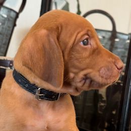 Mr. Black - Golden rust male Vizsla puppy in Agua Dulce, California from Waterfall Ranch Hungarian Vizslas