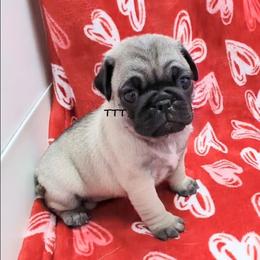 Girl - Fawn female Pug puppy in Medina, Ohio from T Tiny Treasures