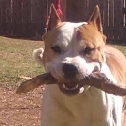 American Staffordshire Terriers from Blue Eagle Kennels