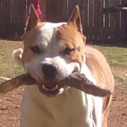 American Staffordshire Terriers from Blue Eagle Kennels