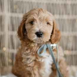 Douglas - Apricot male Goldendoodle puppy in Pasco, Washington from Sunset Grove