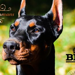 Vera - Doberman Pinscher
