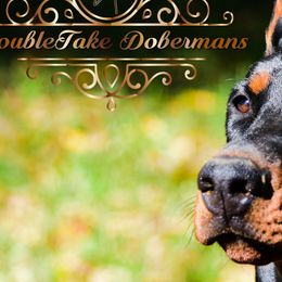 Vera - Doberman Pinscher